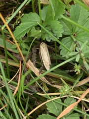 Athysanus argentarius