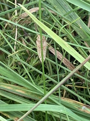 Athysanus argentarius