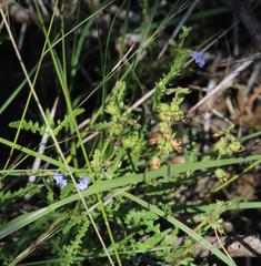 Salvia runcinata