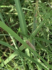 Athysanus argentarius