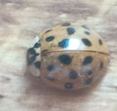 Harmonia axyridis