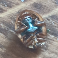 Harmonia axyridis