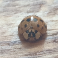 Harmonia axyridis