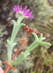 Smicrostigma viride