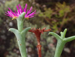Smicrostigma viride