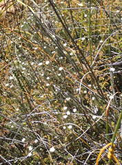 Phylica alba