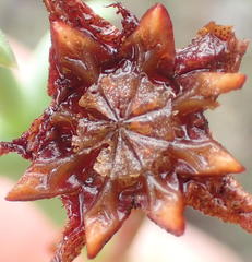 Smicrostigma viride