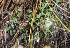 Smicrostigma viride