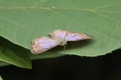 Poritia sumatrae