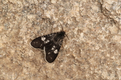 Typhonia melana