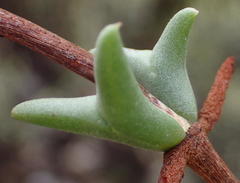 Smicrostigma viride