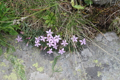 Dianthus microlepis