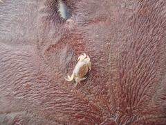 Dissodactylus crinitichelis