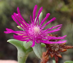 Smicrostigma viride