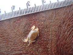 Dissodactylus crinitichelis