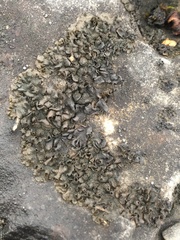 Lathagrium undulatum