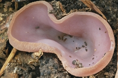 Peziza griseorosea