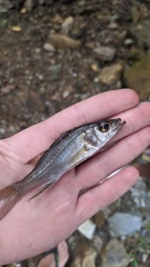 Centropomus parallelus