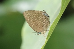 Arhopala pseudomuta