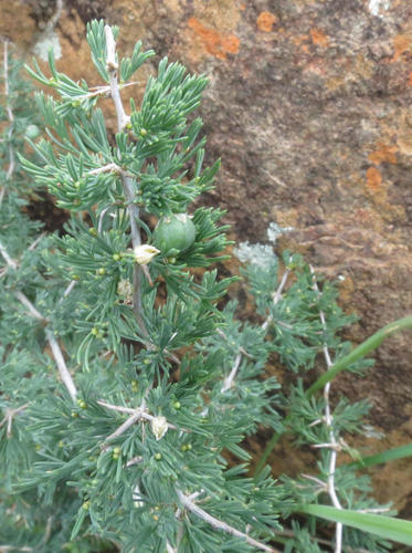 Asparagus spinescens