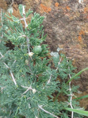 Asparagus spinescens