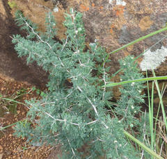 Asparagus spinescens