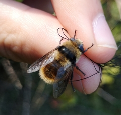 Cephenemyia stimulator