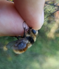 Cephenemyia stimulator