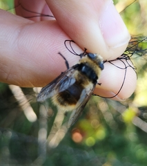 Cephenemyia stimulator