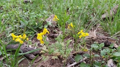 Corydalis curvisiliqua