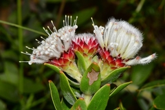 Leucospermum bolusii