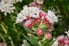 Leucospermum bolusii