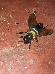 Apis dorsata breviligula