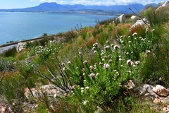 Leucospermum bolusii