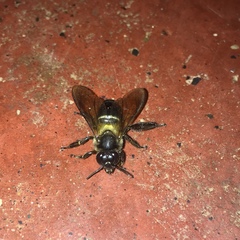 Apis dorsata breviligula