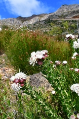 Leucospermum bolusii