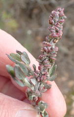 Manochlamys albicans