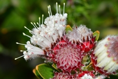 Leucospermum bolusii