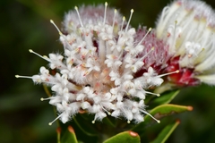 Leucospermum bolusii