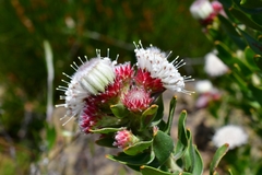 Leucospermum bolusii