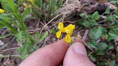 Corydalis curvisiliqua