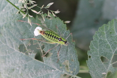 Poecilimon thoracicus