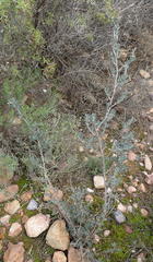 Manochlamys albicans