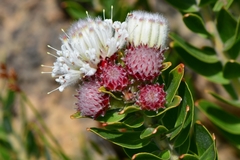Leucospermum bolusii