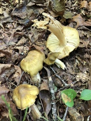 Tricholoma aestuans