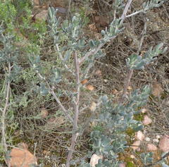 Manochlamys albicans