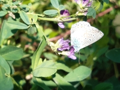 Polyommatus icarus