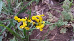 Corydalis curvisiliqua