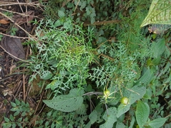 Centropogon dissectus