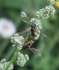 Entomophthora muscae